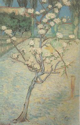 Vincent Van Gogh Blossoming Pear Tree (nn04) oil painting image